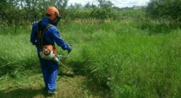 Opatření pro účinnou kontrolu ambrózie a popisy nejlepších herbicidů proti plevelům